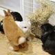 Image for article titled A Visit to Japan's Bunny Cafes
